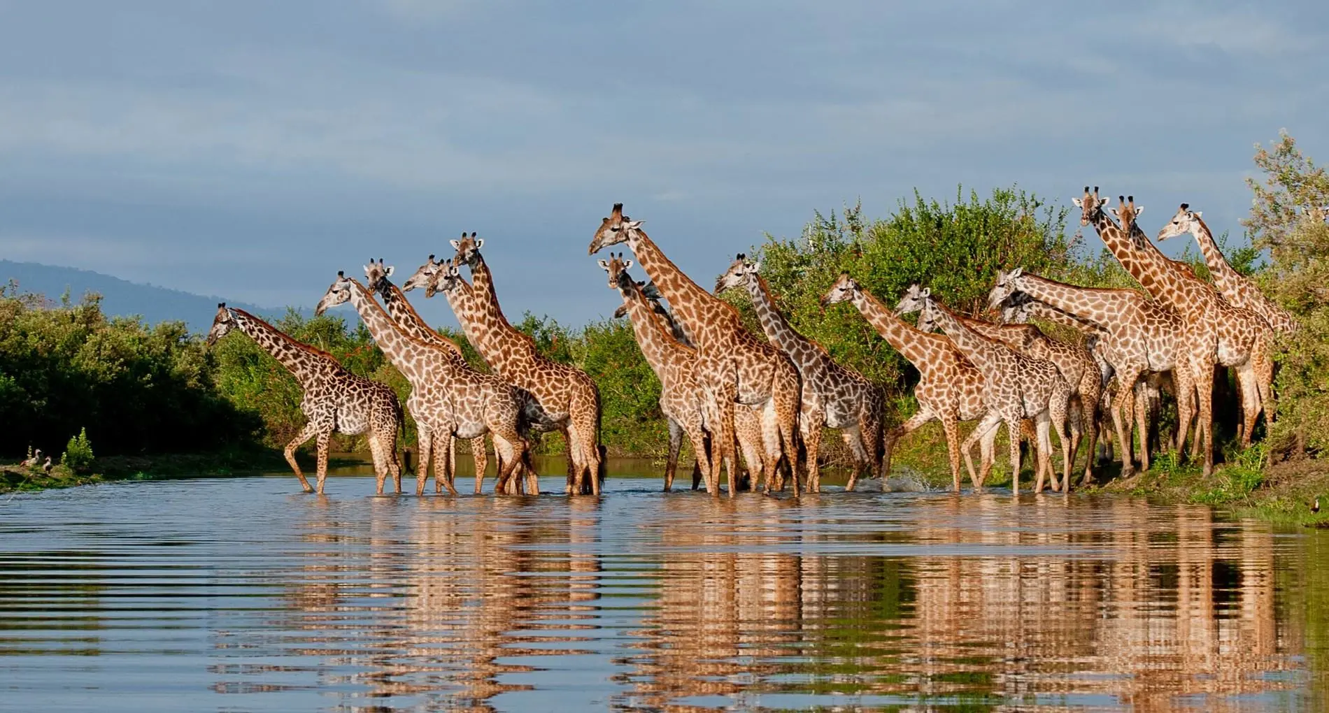 Selous Park collection photo 1